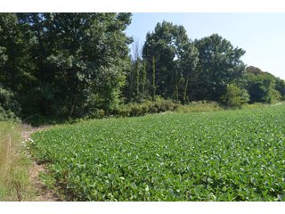 Dekalb County, Indiana Farmland - FARM AUCTION - 4 BEDROOM HOME, BUILDINGS, 70+/- ACRES OFFERED IN 5 TRACTS IN DEKALB COUNTY, INDIANA