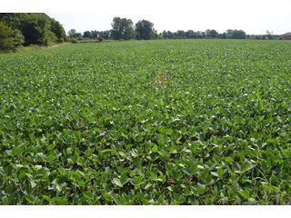Dekalb County, Indiana Farmland - FARM AUCTION - 4 BEDROOM HOME, BUILDINGS, 70+/- ACRES OFFERED IN 5 TRACTS IN DEKALB COUNTY, INDIANA