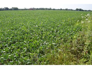 Dekalb County, Indiana Farmland - FARM AUCTION - 4 BEDROOM HOME, BUILDINGS, 70+/- ACRES OFFERED IN 5 TRACTS IN DEKALB COUNTY, INDIANA