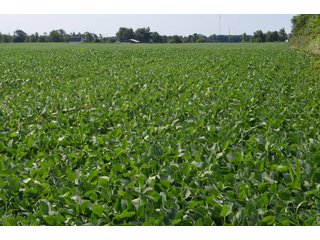 Dekalb County, Indiana Farmland - FARM AUCTION - 4 BEDROOM HOME, BUILDINGS, 70+/- ACRES OFFERED IN 5 TRACTS IN DEKALB COUNTY, INDIANA