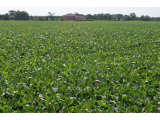Dekalb County, Indiana Farmland - FARM AUCTION - 4 BEDROOM HOME, BUILDINGS, 70+/- ACRES OFFERED IN 5 TRACTS IN DEKALB COUNTY, INDIANA