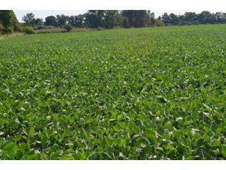 Dekalb County, Indiana Farmland - FARM AUCTION - 4 BEDROOM HOME, BUILDINGS, 70+/- ACRES OFFERED IN 5 TRACTS IN DEKALB COUNTY, INDIANA