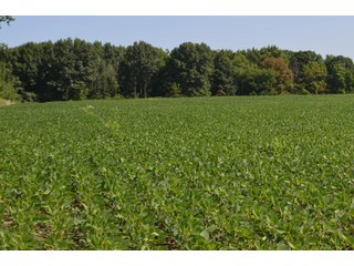 Dekalb County, Indiana Farmland - FARM AUCTION - 4 BEDROOM HOME, BUILDINGS, 70+/- ACRES OFFERED IN 5 TRACTS IN DEKALB COUNTY, INDIANA