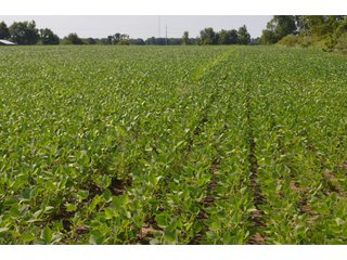 Dekalb County, Indiana Farmland - FARM AUCTION - 4 BEDROOM HOME, BUILDINGS, 70+/- ACRES OFFERED IN 5 TRACTS IN DEKALB COUNTY, INDIANA