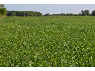 Dekalb County, Indiana Farmland - FARM AUCTION - 4 BEDROOM HOME, BUILDINGS, 70+/- ACRES OFFERED IN 5 TRACTS IN DEKALB COUNTY, INDIANA