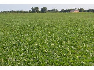 Dekalb County, Indiana Farmland - FARM AUCTION - 4 BEDROOM HOME, BUILDINGS, 70+/- ACRES OFFERED IN 5 TRACTS IN DEKALB COUNTY, INDIANA