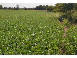 Dekalb County, Indiana Farmland - FARM AUCTION - 4 BEDROOM HOME, BUILDINGS, 70+/- ACRES OFFERED IN 5 TRACTS IN DEKALB COUNTY, INDIANA