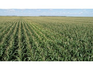 Steele County, North Dakota farmland - LAND AUCTION - 480+/- ACRES IN 3 TRACTS IN STEELE COUNTY, NORTH DAKOTA