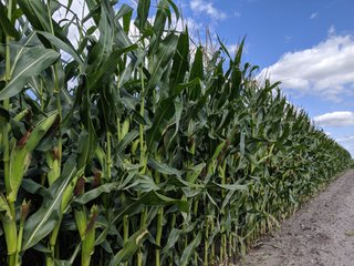 Steele County, North Dakota farmland - LAND AUCTION - 480+/- ACRES IN 3 TRACTS IN STEELE COUNTY, NORTH DAKOTA