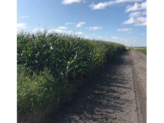 Steele County, North Dakota farmland - LAND AUCTION - 480+/- ACRES IN 3 TRACTS IN STEELE COUNTY, NORTH DAKOTA