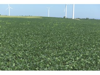 Bureau County, Illinois farmland - Tract 2 - LAND AND WIND RIGHTS AUCTION - 337+/- ACRES IN 4 TRACTS IN BUREAU COUNTY, ILLINOIS