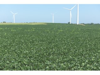 Bureau County, Illinois farmland - Tract 2 - LAND AND WIND RIGHTS AUCTION - 337+/- ACRES IN 4 TRACTS IN BUREAU COUNTY, ILLINOIS