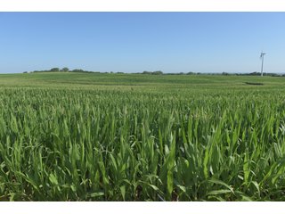 Bureau County, Illinois farmland - LAND AND WIND RIGHTS AUCTION - 337+/- ACRES IN 4 TRACTS IN BUREAU COUNTY, ILLINOIS