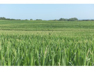Bureau County, Illinois farmland - LAND AND WIND RIGHTS AUCTION - 337+/- ACRES IN 4 TRACTS IN BUREAU COUNTY, ILLINOIS
