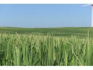 Bureau County, Illinois farmland - Tract 3 - LAND AND WIND RIGHTS AUCTION - 337+/- ACRES IN 4 TRACTS IN BUREAU COUNTY, ILLINOIS
