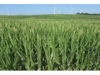 Bureau County, Illinois farmland - Tract 3 - LAND AND WIND RIGHTS AUCTION - 337+/- ACRES IN 4 TRACTS IN BUREAU COUNTY, ILLINOIS