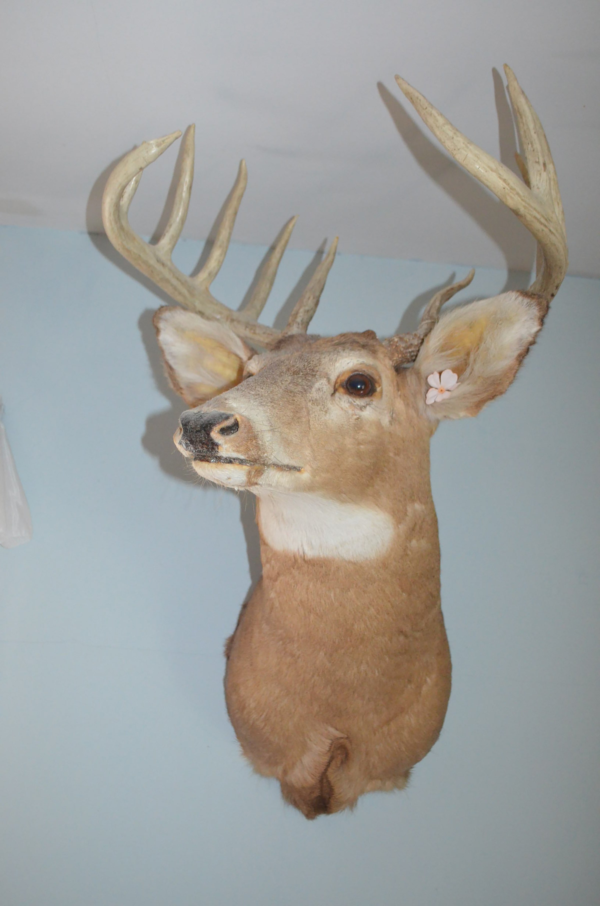 Property photo 85 - PERSONAL PROPERTY AUCTION & REAL ESTATE AUCTION ON 2 DATES IN EAST ALLEN COUNTY, INDIANA