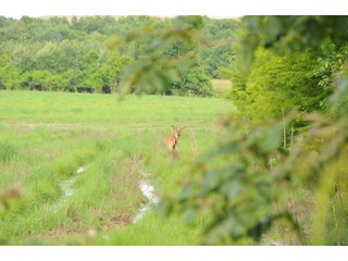 Deer on Farmland in Pulaski County, Arkansas - ABSOLUTE ARKANSAS REAL ESTATE AUCTION - 1,200+/- ACRES OFFERED IN 6 TRACTS IN PULASKI COUNTY, ARKANSAS
