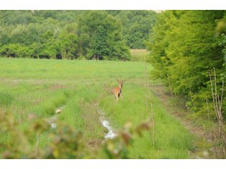 Deer on Farmland in Pulaski County, Arkansas - ABSOLUTE ARKANSAS REAL ESTATE AUCTION - 1,200+/- ACRES OFFERED IN 6 TRACTS IN PULASKI COUNTY, ARKANSAS