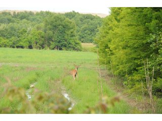 Deer on Farmland in Pulaski County, Arkansas - ABSOLUTE ARKANSAS REAL ESTATE AUCTION - 1,200+/- ACRES OFFERED IN 6 TRACTS IN PULASKI COUNTY, ARKANSAS