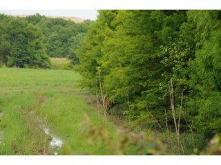 Deer on Farmland in Pulaski County, Arkansas - ABSOLUTE ARKANSAS REAL ESTATE AUCTION - 1,200+/- ACRES OFFERED IN 6 TRACTS IN PULASKI COUNTY, ARKANSAS