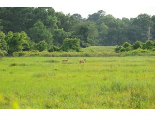 Farmland in Pulaski County, Arkansas - ABSOLUTE ARKANSAS REAL ESTATE AUCTION - 1,200+/- ACRES OFFERED IN 6 TRACTS IN PULASKI COUNTY, ARKANSAS