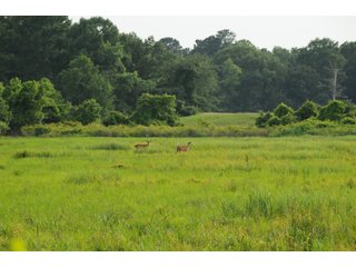 Farmland in Pulaski County, Arkansas - ABSOLUTE ARKANSAS REAL ESTATE AUCTION - 1,200+/- ACRES OFFERED IN 6 TRACTS IN PULASKI COUNTY, ARKANSAS