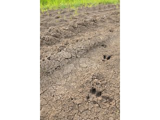 Farmland in Pulaski County, Arkansas - ABSOLUTE ARKANSAS REAL ESTATE AUCTION - 1,200+/- ACRES OFFERED IN 6 TRACTS IN PULASKI COUNTY, ARKANSAS