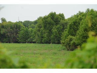 Farmland in Pulaski County, Arkansas - ABSOLUTE ARKANSAS REAL ESTATE AUCTION - 1,200+/- ACRES OFFERED IN 6 TRACTS IN PULASKI COUNTY, ARKANSAS