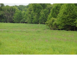 Farmland in Pulaski County, Arkansas - ABSOLUTE ARKANSAS REAL ESTATE AUCTION - 1,200+/- ACRES OFFERED IN 6 TRACTS IN PULASKI COUNTY, ARKANSAS