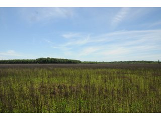 Farmland in Pulaski County, Arkansas - ABSOLUTE ARKANSAS REAL ESTATE AUCTION - 1,200+/- ACRES OFFERED IN 6 TRACTS IN PULASKI COUNTY, ARKANSAS