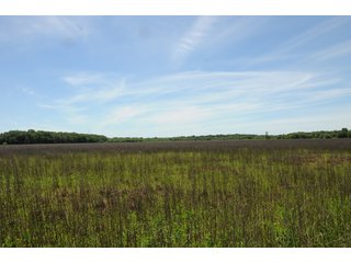 Farmland in Pulaski County, Arkansas - ABSOLUTE ARKANSAS REAL ESTATE AUCTION - 1,200+/- ACRES OFFERED IN 6 TRACTS IN PULASKI COUNTY, ARKANSAS