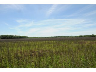Farmland in Pulaski County, Arkansas - ABSOLUTE ARKANSAS REAL ESTATE AUCTION - 1,200+/- ACRES OFFERED IN 6 TRACTS IN PULASKI COUNTY, ARKANSAS