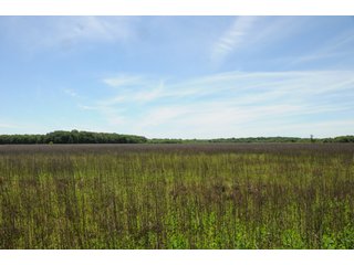 Farmland in Pulaski County, Arkansas - ABSOLUTE ARKANSAS REAL ESTATE AUCTION - 1,200+/- ACRES OFFERED IN 6 TRACTS IN PULASKI COUNTY, ARKANSAS