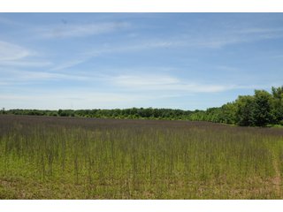 Farmland in Pulaski County, Arkansas - ABSOLUTE ARKANSAS REAL ESTATE AUCTION - 1,200+/- ACRES OFFERED IN 6 TRACTS IN PULASKI COUNTY, ARKANSAS