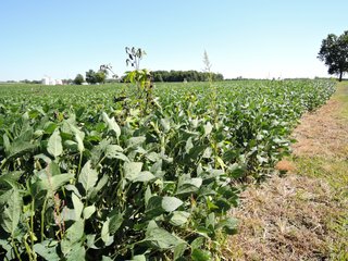 Delaware County, IN farmland - IMPORTANT LAND AUCTION - 492.5+/- ACRES OFFERED IN 14 TRACTS IN DELAWARE COUNTY, INDIANA