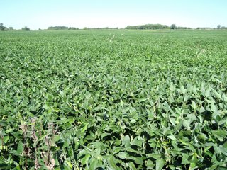 Delaware County, IN farmland - IMPORTANT LAND AUCTION - 492.5+/- ACRES OFFERED IN 14 TRACTS IN DELAWARE COUNTY, INDIANA