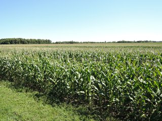 Delaware County, IN farmland - IMPORTANT LAND AUCTION - 492.5+/- ACRES OFFERED IN 14 TRACTS IN DELAWARE COUNTY, INDIANA