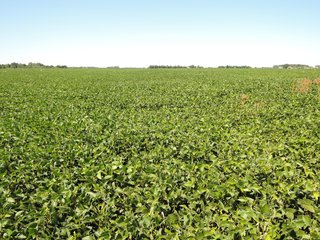 Delaware County, IN farmland - IMPORTANT LAND AUCTION - 492.5+/- ACRES OFFERED IN 14 TRACTS IN DELAWARE COUNTY, INDIANA