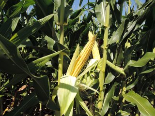Delaware County, IN farmland - IMPORTANT LAND AUCTION - 492.5+/- ACRES OFFERED IN 14 TRACTS IN DELAWARE COUNTY, INDIANA