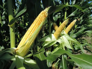 Tract 1 - Delaware County, IN farmland - IMPORTANT LAND AUCTION - 492.5+/- ACRES OFFERED IN 14 TRACTS IN DELAWARE COUNTY, INDIANA