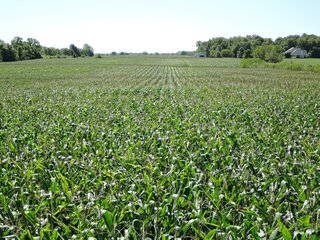 Delaware County, IN farmland - IMPORTANT LAND AUCTION - 492.5+/- ACRES OFFERED IN 14 TRACTS IN DELAWARE COUNTY, INDIANA
