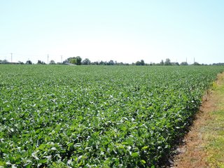 Tract 4 - Delaware County, IN farmland - IMPORTANT LAND AUCTION - 492.5+/- ACRES OFFERED IN 14 TRACTS IN DELAWARE COUNTY, INDIANA