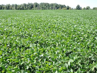 Delaware County, IN farmland - IMPORTANT LAND AUCTION - 492.5+/- ACRES OFFERED IN 14 TRACTS IN DELAWARE COUNTY, INDIANA