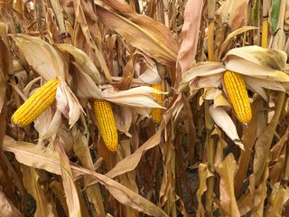 Property photo 2 - QUALITY LAND AUCTION - 159+/- ACRES OFFERED IN 3 TRACTS IN HENRY COUNTY, INDIANA
