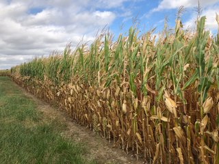Henry County, Indiana farmland - QUALITY LAND AUCTION - 159+/- ACRES OFFERED IN 3 TRACTS IN HENRY COUNTY, INDIANA