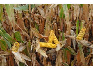 Van Buren County, Michigan Farmland - LAND AUCTION - 300+/- ACRES SPECIALTY CROP - GRAPES AND HOPS - OFFERED IN 8 TRACTS IN VAN BUREN COUNTY, MICHIGAN