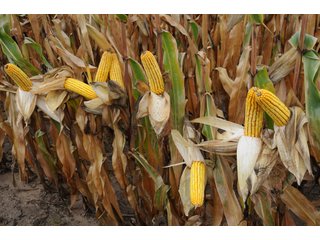 Van Buren County, Michigan Farmland - LAND AUCTION - 300+/- ACRES SPECIALTY CROP - GRAPES AND HOPS - OFFERED IN 8 TRACTS IN VAN BUREN COUNTY, MICHIGAN