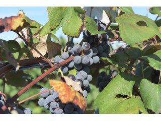 Grapes on farmland in Van Buren County, Michigan - LAND AUCTION - 300+/- ACRES SPECIALTY CROP - GRAPES AND HOPS - OFFERED IN 8 TRACTS IN VAN BUREN COUNTY, MICHIGAN