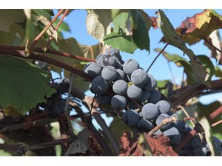 Grapes on farmland in Van Buren County, Michigan - LAND AUCTION - 300+/- ACRES SPECIALTY CROP - GRAPES AND HOPS - OFFERED IN 8 TRACTS IN VAN BUREN COUNTY, MICHIGAN